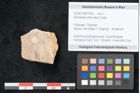 Foto (Objekt + Etikett) von Kennedya orbicularis Unger (NHMW-GEO-2024-0188-7940)